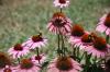 <img100*0:stuff/z/73640/Pink%2520Flower%2520Reference/i1265003640_10.jpg>
