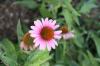 <img100*0:stuff/z/73640/Pink%2520Flower%2520Reference/i1265003640_11.jpg>