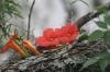 <img100*0:stuff/z/73640/Pink%2520Flower%2520Reference/i1265003640_12.jpg>