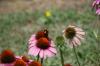 <img100*0:stuff/z/73640/Pink%2520Flower%2520Reference/i1265003640_3.jpg>