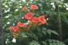 <img100*0:stuff/z/73640/Pink%2520Flower%2520Reference/i1265003640_4.jpg>