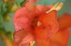 <img100*0:stuff/z/73640/Pink%2520Flower%2520Reference/i1265003640_5.jpg>