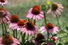 <img100*0:stuff/z/73640/Pink%2520Flower%2520Reference/i1265003640_6.jpg>