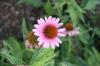 <img100*0:stuff/z/73640/Pink%2520Flower%2520Reference/i1265003640_7.jpg>