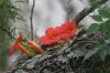 <img100*0:stuff/z/73640/Pink%2520Flower%2520Reference/i1265003640_8.jpg>