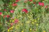 <img100*0:stuff/z/73640/Pink%2520Flower%2520Reference/i1265003640_9.jpg>