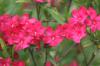 <img100*0:stuff/z/73640/Pink%2520Flower%2520Reference/i1265003641_13.jpg>