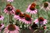 <img100*0:stuff/z/73640/Pink%2520Flower%2520Reference/i1265003641_14.jpg>