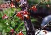<img100*0:stuff/z/73640/Pink%2520Flower%2520Reference/i1265003641_15.jpg>