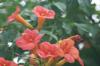 <img100*0:stuff/z/73640/Pink%2520Flower%2520Reference/i1265003641_16.jpg>