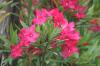 <img100*0:stuff/z/73640/Pink%2520Flower%2520Reference/i1265003641_17.jpg>