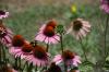 <img100*0:stuff/z/73640/Pink%2520Flower%2520Reference/i1265003641_18.jpg>