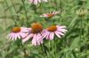 <img100*0:stuff/z/73640/Pink%2520Flower%2520Reference/i1265003641_19.jpg>