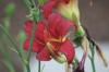 <img100*0:stuff/z/73640/Pink%2520Flower%2520Reference/i1265003641_20.jpg>