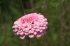 <img100*0:stuff/z/73640/Pink%2520Flower%2520Reference/i1265003641_21.jpg>