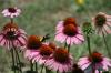 <img100*0:stuff/z/73640/Pink%2520Flower%2520Reference/i1265003641_22.jpg>