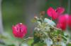 <img100*0:stuff/z/73640/Pink%2520Flower%2520Reference/i1265003642_23.jpg>