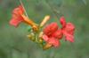 <img100*0:stuff/z/73640/Pink%2520Flower%2520Reference/i1265003642_24.jpg>