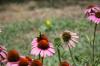 <img100*0:stuff/z/73640/Pink%2520Flower%2520Reference/i1265003642_25.jpg>