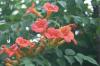 <img100*0:stuff/z/73640/Pink%2520Flower%2520Reference/i1265003642_26.jpg>