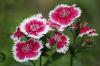 <img100*0:stuff/z/73640/Pink%2520Flower%2520Reference/i1265003642_27.jpg>