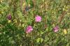 <img100*0:stuff/z/73640/Pink%2520Flower%2520Reference/i1265004928_1.jpg>