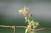 <img100*0:stuff/z/73640/Pink%2520Flower%2520Reference/i1265004928_2.jpg>