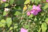 <img100*0:stuff/z/73640/Pink%2520Flower%2520Reference/i1265004929_10.jpg>