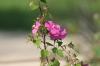 <img100*0:stuff/z/73640/Pink%2520Flower%2520Reference/i1265004929_11.jpg>