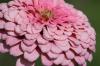 <img100*0:stuff/z/73640/Pink%2520Flower%2520Reference/i1265004929_12.jpg>