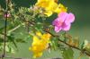 <img100*0:stuff/z/73640/Pink%2520Flower%2520Reference/i1265004929_3.jpg>