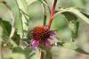 <img100*0:stuff/z/73640/Pink%2520Flower%2520Reference/i1265004929_4.jpg>