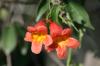 <img100*0:stuff/z/73640/Pink%2520Flower%2520Reference/i1265004929_5.jpg>