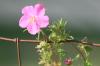 <img100*0:stuff/z/73640/Pink%2520Flower%2520Reference/i1265004929_6.jpg>
