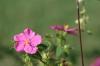 <img100*0:stuff/z/73640/Pink%2520Flower%2520Reference/i1265004929_7.jpg>