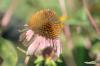 <img100*0:stuff/z/73640/Pink%2520Flower%2520Reference/i1265004929_8.jpg>