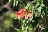 <img100*0:stuff/z/73640/Pink%2520Flower%2520Reference/i1265004929_9.jpg>