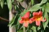 <img100*0:stuff/z/73640/Pink%2520Flower%2520Reference/i1265004930_13.jpg>