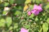<img100*0:stuff/z/73640/Pink%2520Flower%2520Reference/i1265004930_14.jpg>