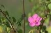 <img100*0:stuff/z/73640/Pink%2520Flower%2520Reference/i1265004930_15.jpg>