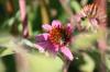 <img100*0:stuff/z/73640/Pink%2520Flower%2520Reference/i1265004930_16.jpg>