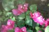 <img100*0:stuff/z/73640/Pink%2520Flower%2520Reference/i1265004930_17.jpg>