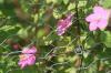 <img100*0:stuff/z/73640/Pink%2520Flower%2520Reference/i1265004930_18.jpg>