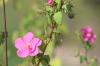 <img100*0:stuff/z/73640/Pink%2520Flower%2520Reference/i1265004930_19.jpg>