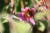 <img100*0:stuff/z/73640/Pink%2520Flower%2520Reference/i1265004930_20.jpg>