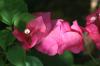 <img100*0:stuff/z/73640/Pink%2520Flower%2520Reference/i1265004930_21.jpg>