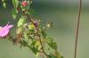 <img100*0:stuff/z/73640/Pink%2520Flower%2520Reference/i1265004931_22.jpg>