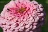 <img100*0:stuff/z/73640/Pink%2520Flower%2520Reference/i1265004931_23.jpg>