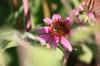 <img100*0:stuff/z/73640/Pink%2520Flower%2520Reference/i1265004931_24.jpg>
