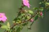 <img100*0:stuff/z/73640/Pink%2520Flower%2520Reference/i1265004931_25.jpg>